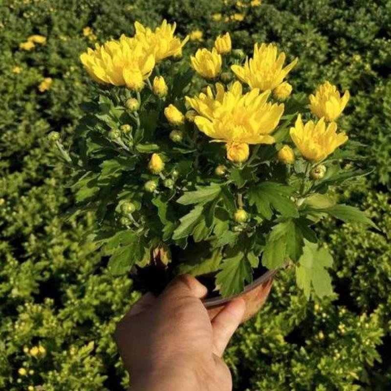 地被菊种子耐寒耐旱盆栽花海庭院阳台花花期长适应强观赏花草