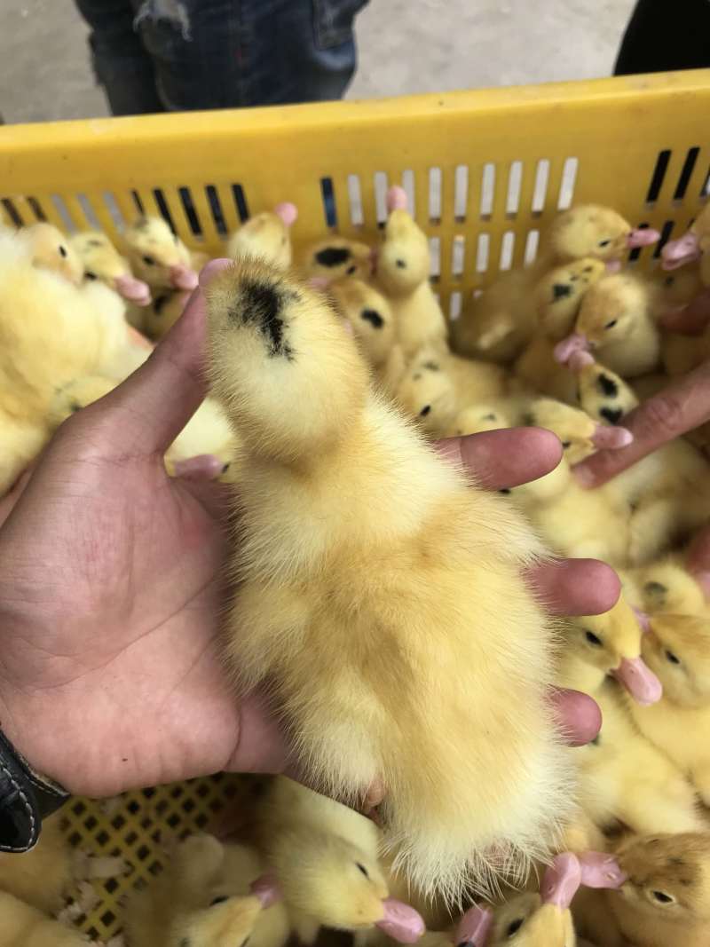 广西南宁m18一点头鸭苗。。。。。。。。