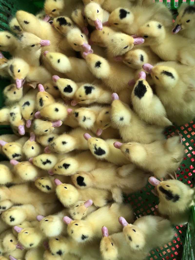 广西南宁m18一点头鸭苗。。。。。。。。