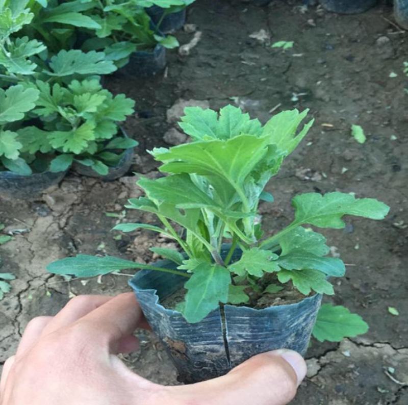 地被菊盆栽耐寒耐旱盆栽花海庭院阳台花花期长适应强观赏花草
