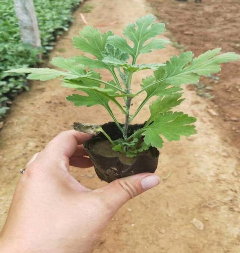 地被菊盆栽耐寒耐旱盆栽花海庭院阳台花花期长适应强观赏花草