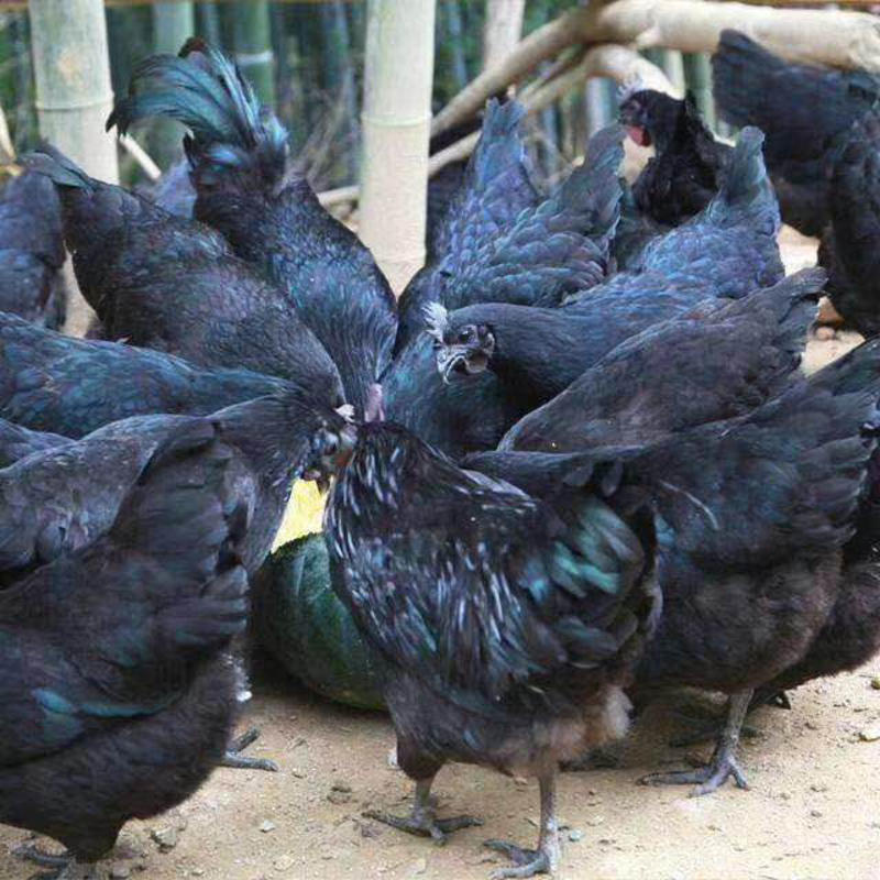 广西南宁五黑鸡苗。。。。。。。。。。。。。