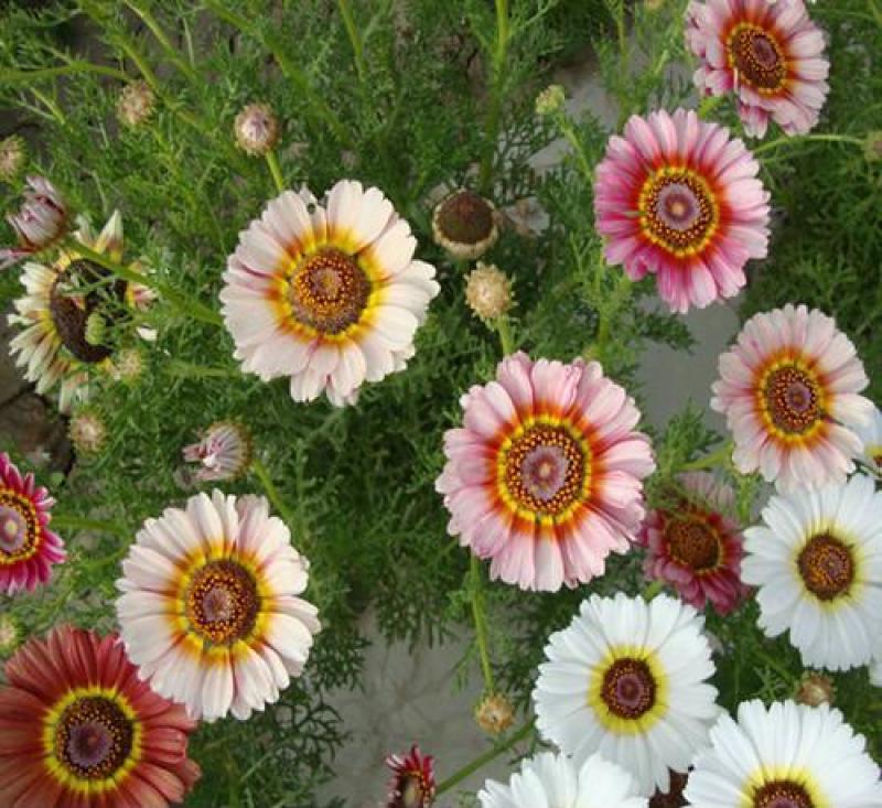 花环菊种子混色四季室内阳台盆栽植物花草观赏花卉种籽花种子