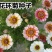 花环菊种子混色四季室内阳台盆栽植物花草观赏花卉种籽花种子