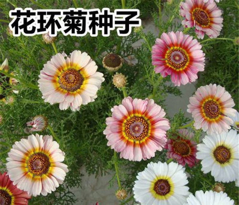 花环菊种子混色四季室内阳台盆栽植物花草观赏花卉种籽花种子