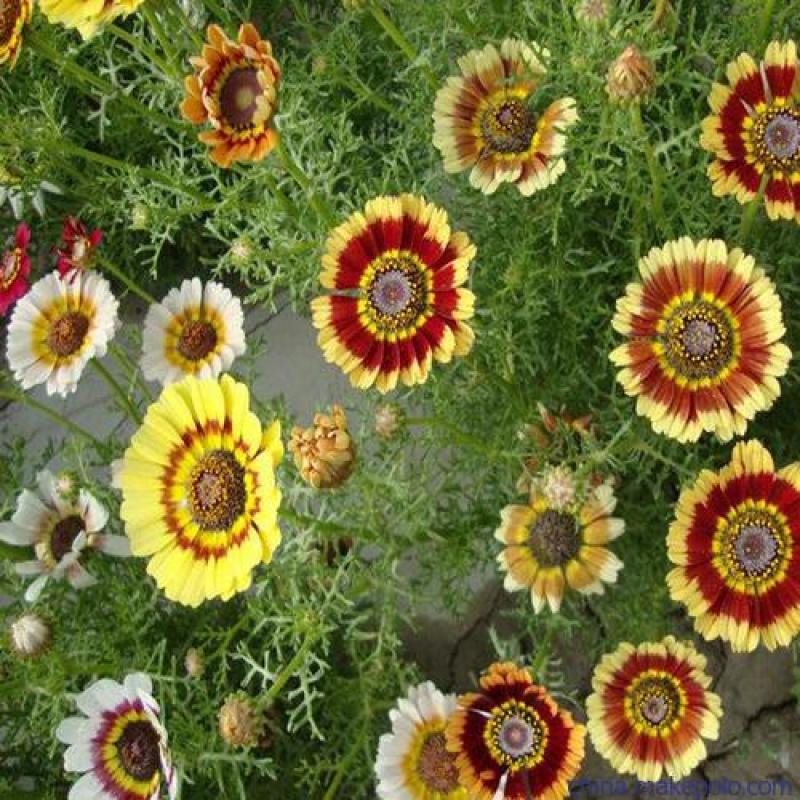 花环菊种子混色四季室内阳台盆栽植物花草观赏花卉种籽花种子
