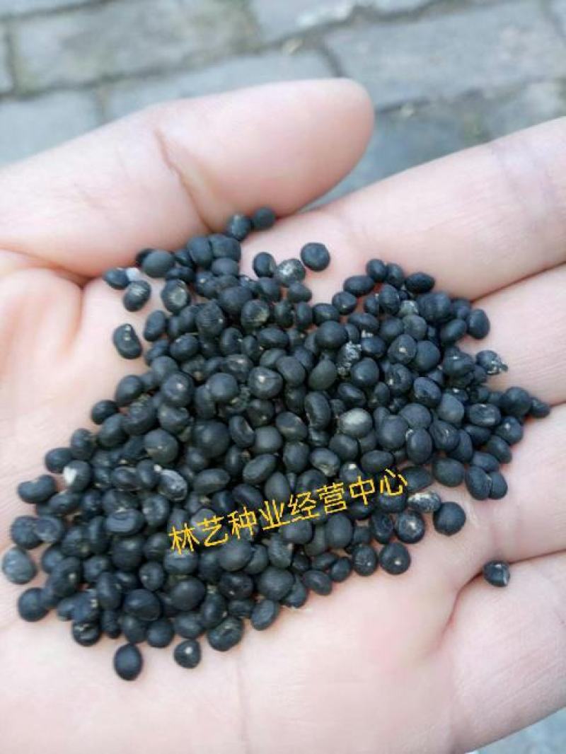 芦笋种子四季耐寒耐热特色多年生紫绿芦笋蔬菜种子庭院盆栽