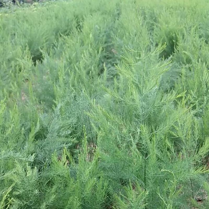 芦笋种子四季耐寒耐热特色多年生紫绿芦笋蔬菜种子庭院盆栽