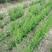 芦笋种子四季耐寒耐热特色多年生紫绿芦笋蔬菜种子庭院盆栽
