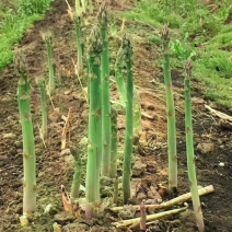 芦笋种子四季耐寒耐热特色多年生紫绿芦笋蔬菜种子庭院盆栽