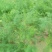 芦笋种子四季耐寒耐热特色多年生紫绿芦笋蔬菜种子庭院盆栽