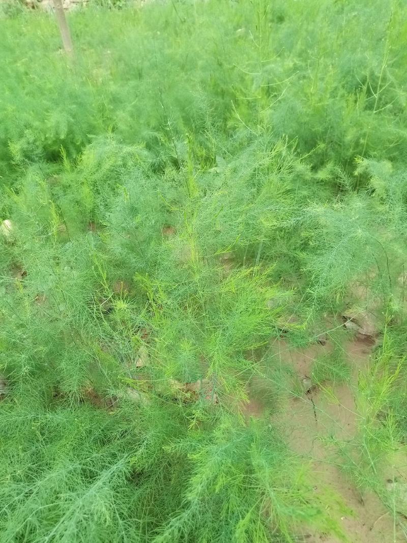 芦笋种子四季耐寒耐热特色多年生紫绿芦笋蔬菜种子庭院盆栽