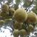 老白姓生态园酥梨种植基地，百年老树，质量保证，价格低廉。