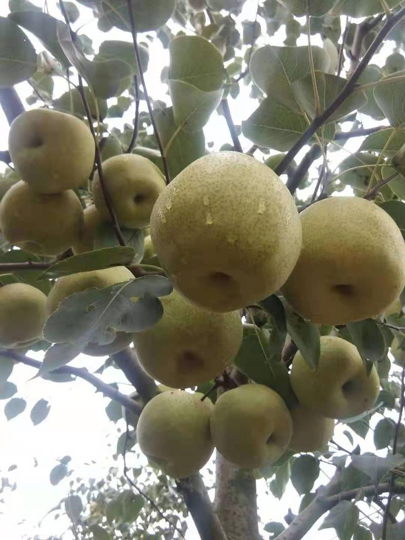 老白姓生态园酥梨种植基地，百年老树，质量保证，价格低廉。