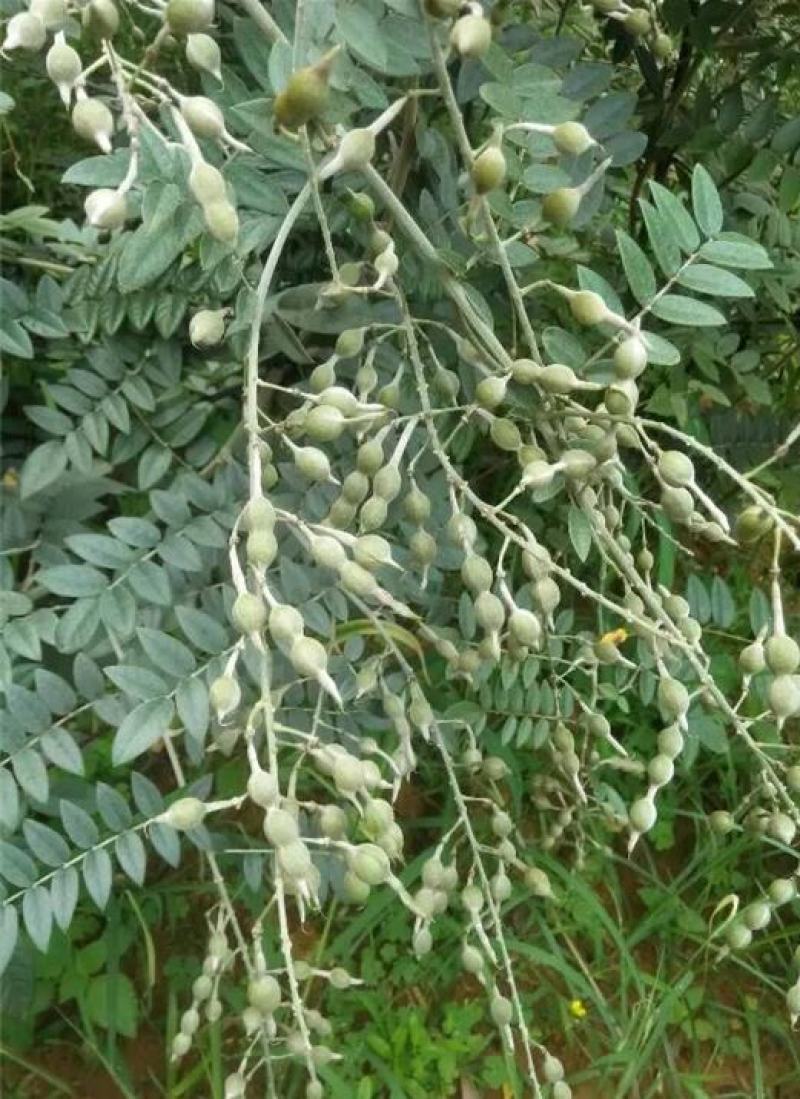 正宗山豆根种子苦参种子新苦参种子种苗包出芽山豆根中药材种