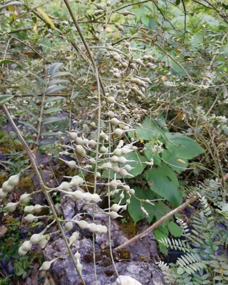 正宗山豆根种子苦参种子新苦参种子种苗包出芽山豆根中药材种