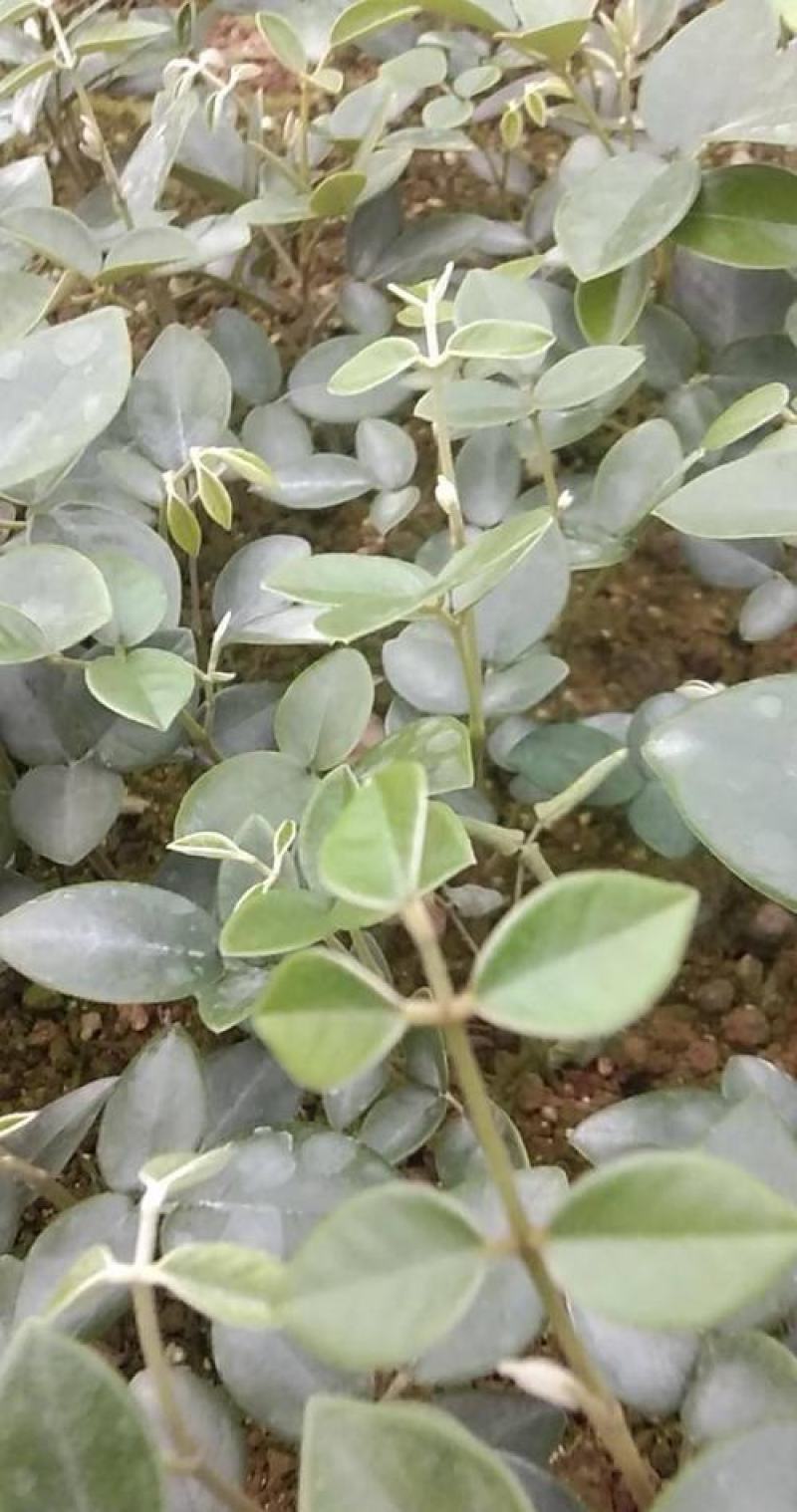 正宗山豆根种子苦参种子新苦参种子种苗包出芽山豆根中药材种