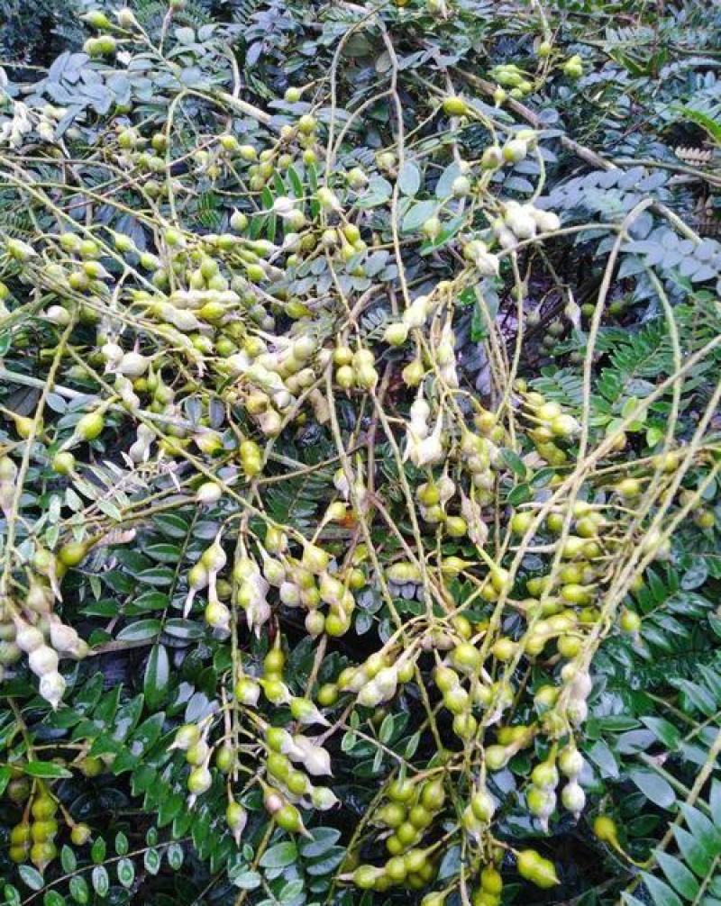 正宗山豆根种子苦参种子新苦参种子种苗包出芽山豆根中药材种