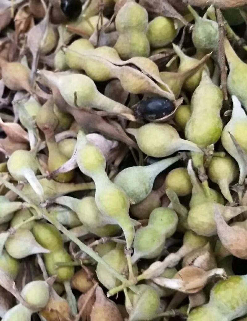 正宗山豆根种子苦参种子新苦参种子种苗包出芽山豆根中药材种