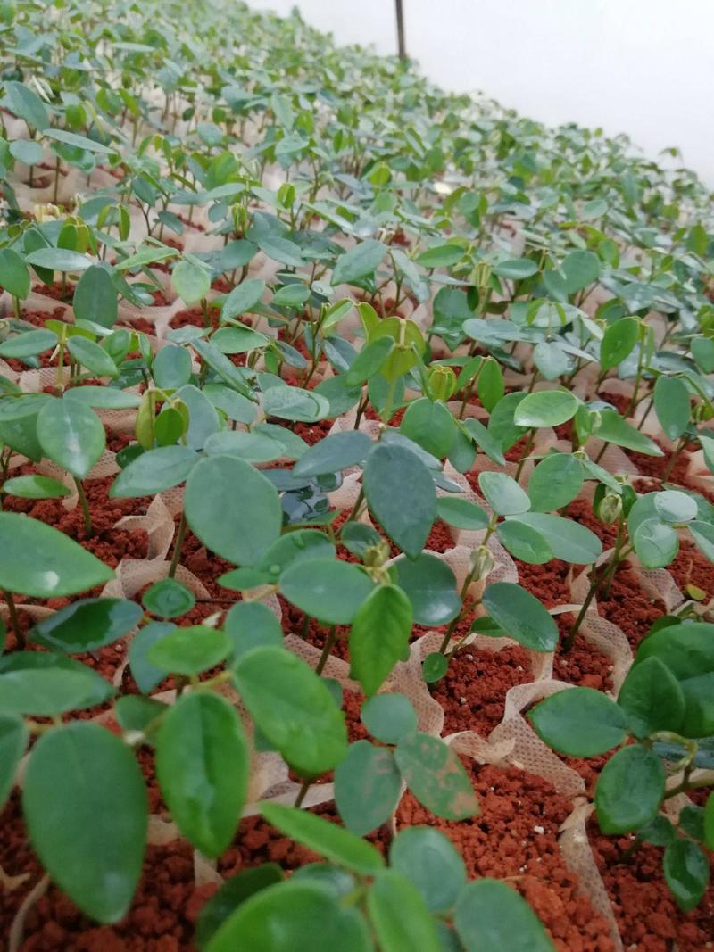 正宗山豆根种子苦参种子新苦参种子种苗包出芽山豆根中药材种