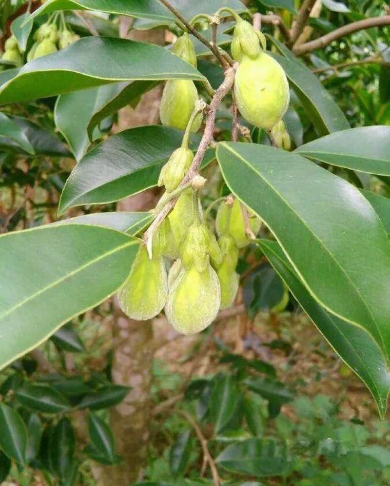 新采沉香种子海南沉香木树种子名贵树种子奇楠发芽率高