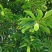 新采沉香种子海南沉香木树种子名贵树种子奇楠发芽率高