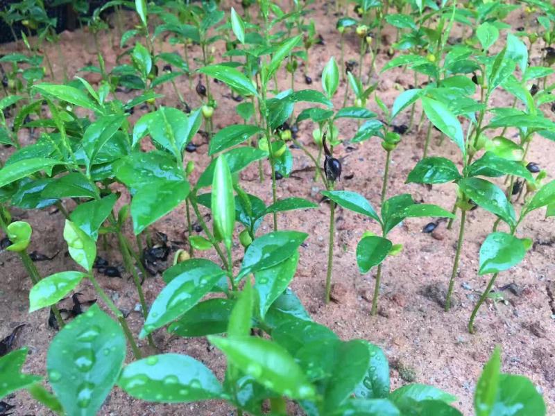 新采沉香种子海南沉香木树种子名贵树种子奇楠发芽率高
