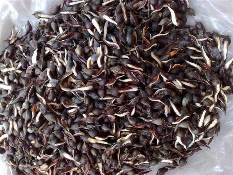 新采沉香种子海南沉香木树种子名贵树种子奇楠发芽率高