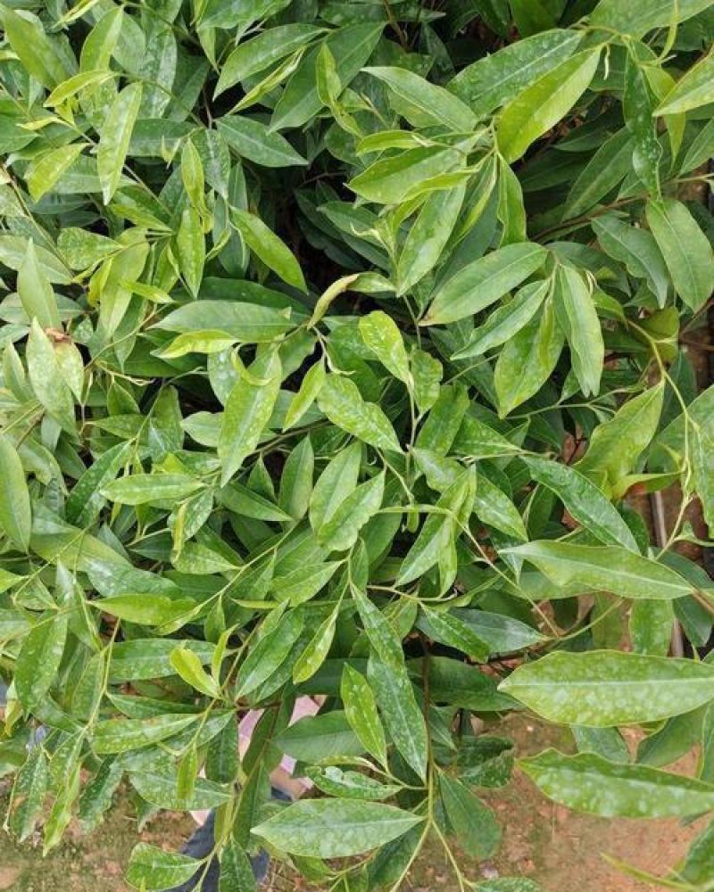 新采沉香种子海南沉香木树种子名贵树种子奇楠发芽率高