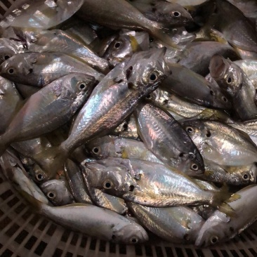 海鲜