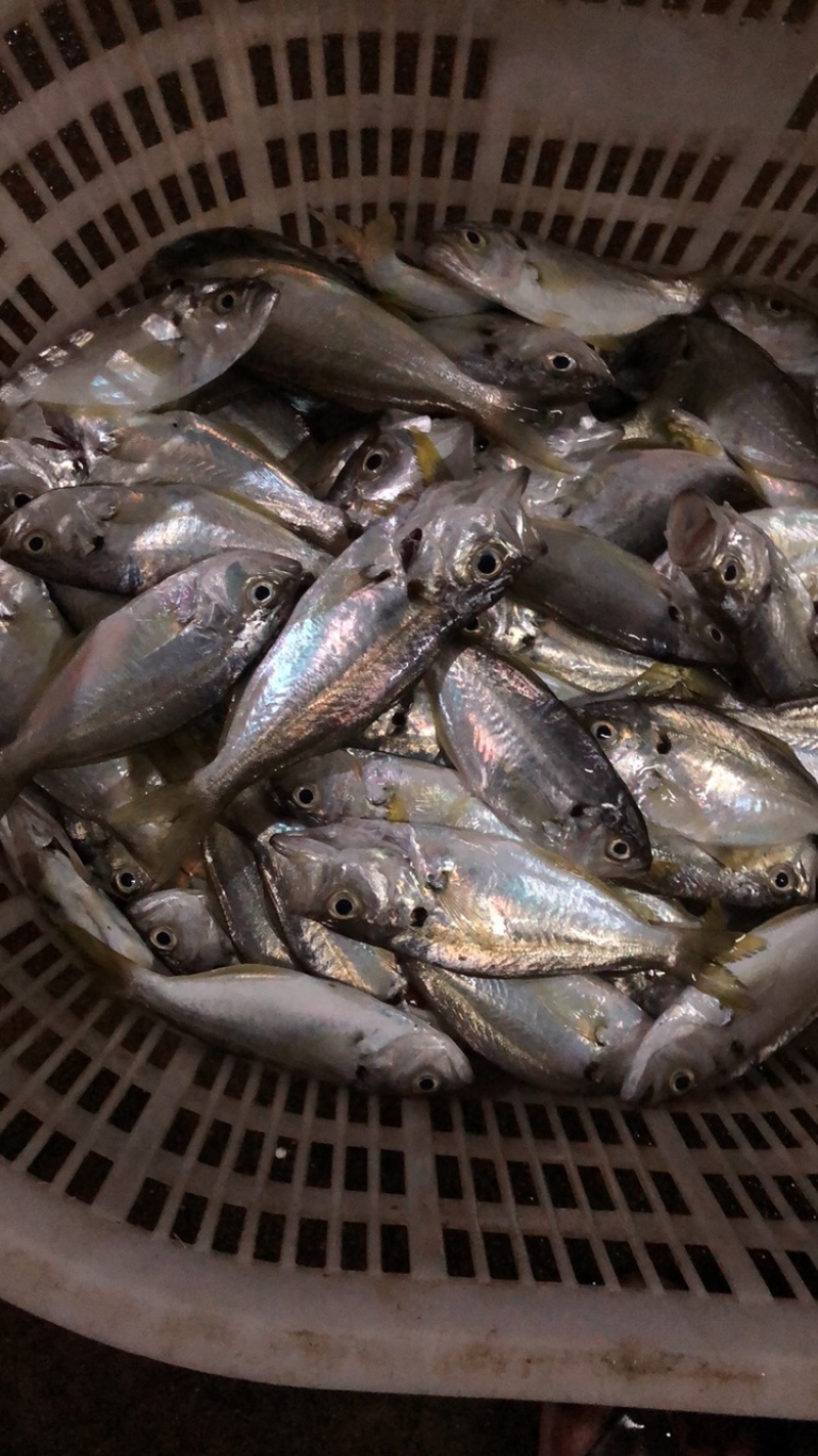 海鲜