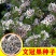新采收文冠果种子文冠果树种子文冠果树苗种子绿化树苗种子