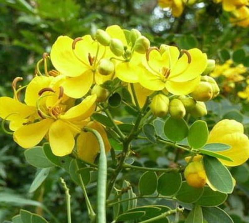 决明子种子草决明子种籽盆栽庭院种植观赏可做枕芯可入