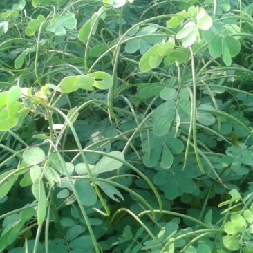 决明子种子草决明子种籽盆栽庭院种植观赏可做枕芯可入