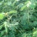 决明子种子草决明子种籽盆栽庭院种植观赏可做枕芯可入