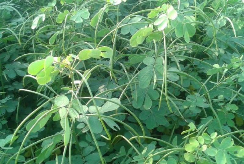 决明子种子草决明子种籽盆栽庭院种植观赏可做枕芯可入