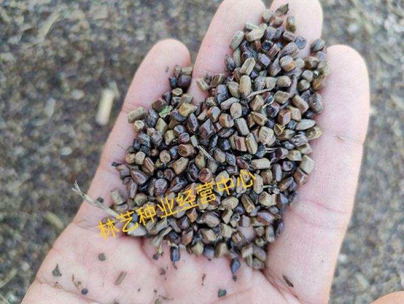 决明子种子草决明子种籽盆栽庭院种植观赏可做枕芯可入