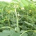 决明子种子草决明子种籽盆栽庭院种植观赏可做枕芯可入