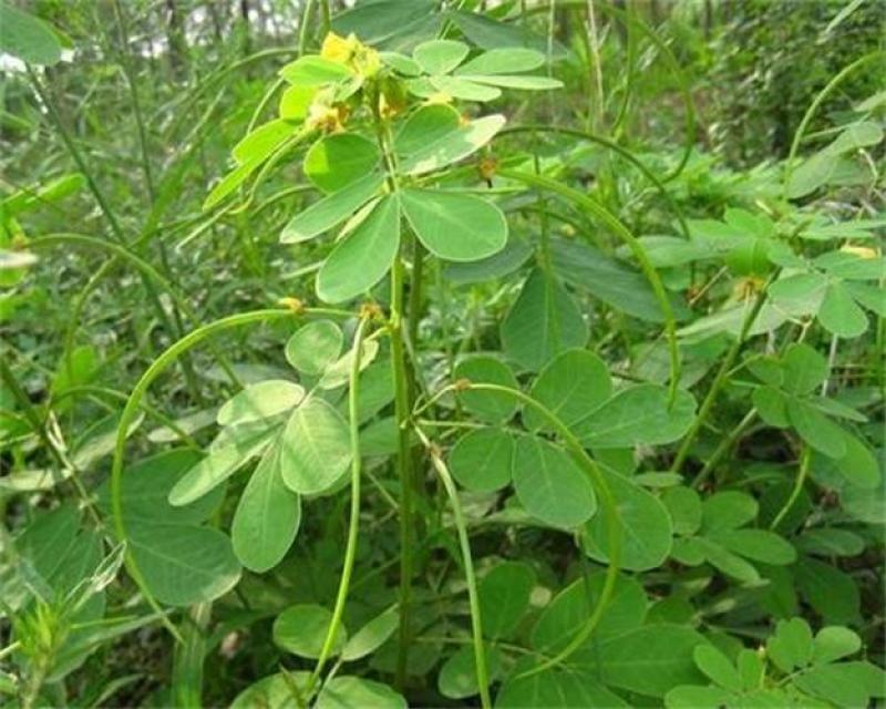 决明子种子草决明子种籽盆栽庭院种植观赏可做枕芯可入