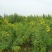 决明子种子草决明子种籽盆栽庭院种植观赏可做枕芯可入