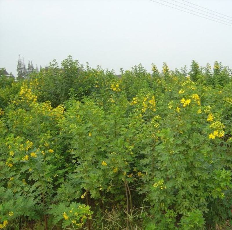 决明子种子草决明子种籽盆栽庭院种植观赏可做枕芯可入