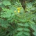 决明子种子草决明子种籽盆栽庭院种植观赏可做枕芯可入