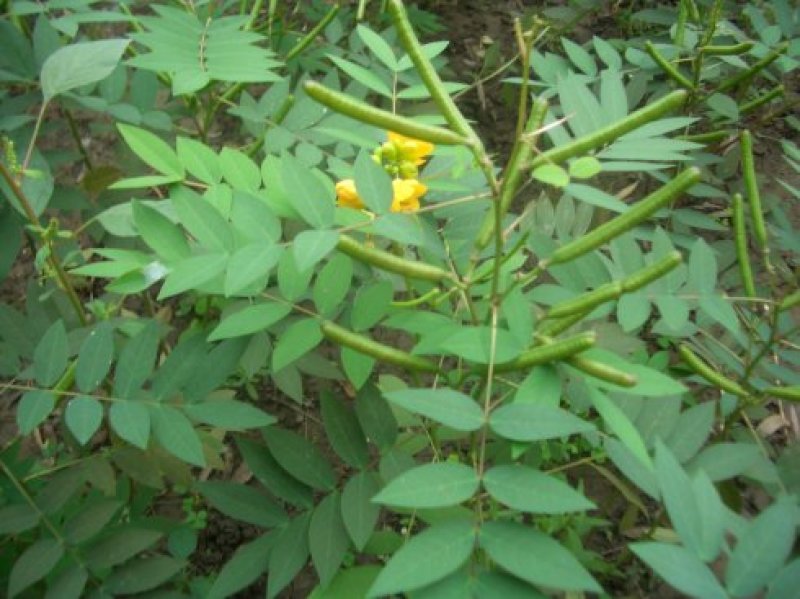 决明子种子草决明子种籽盆栽庭院种植观赏可做枕芯可入