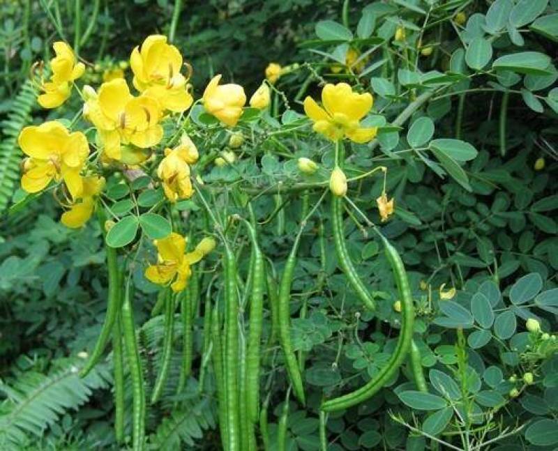 决明子种子草决明子种籽盆栽庭院种植观赏可做枕芯可入