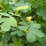 决明子种子草决明子种籽盆栽庭院种植观赏可做枕芯可入