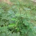 决明子种子草决明子种籽盆栽庭院种植观赏可做枕芯可入