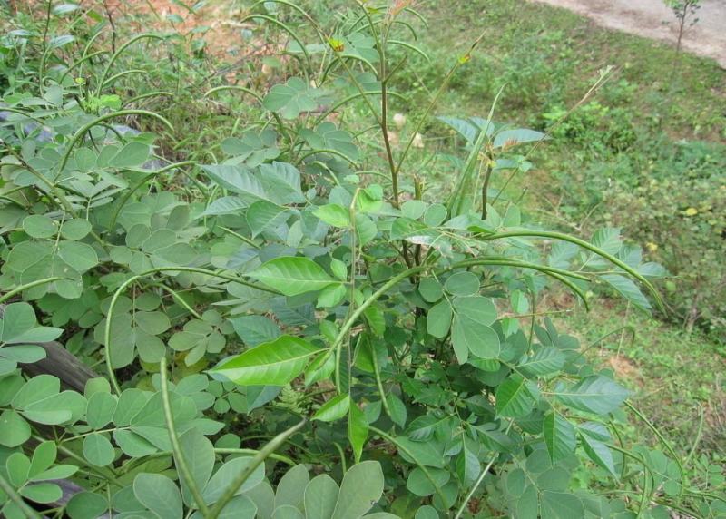 决明子种子草决明子种籽盆栽庭院种植观赏可做枕芯可入