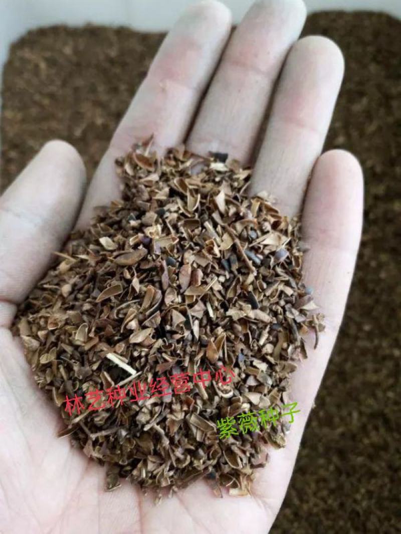 紫薇种子