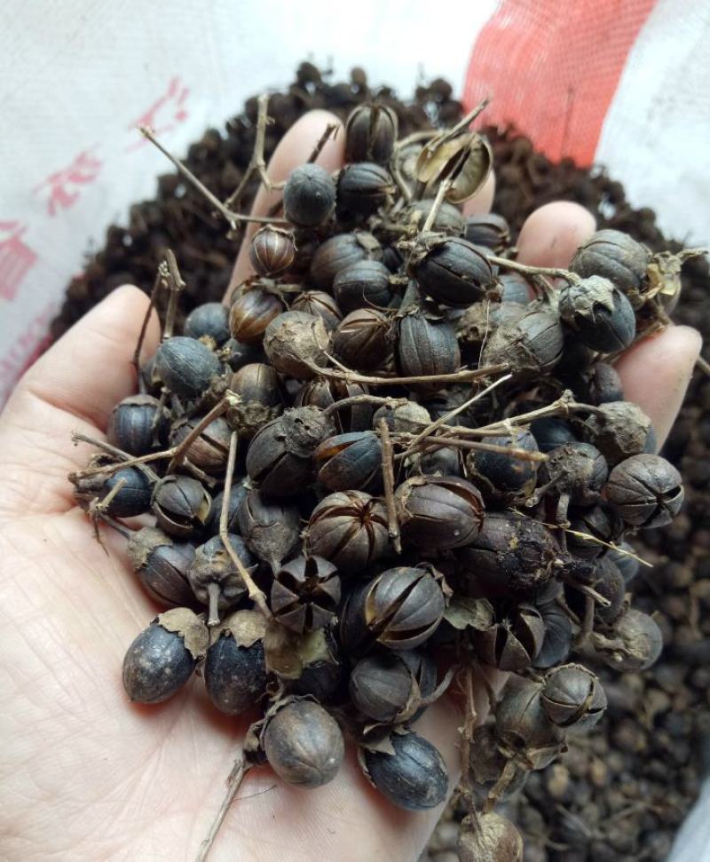 紫薇种子