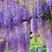 新采紫藤种子紫藤花种子日本多花紫藤种子紫藤萝种子观赏爬藤